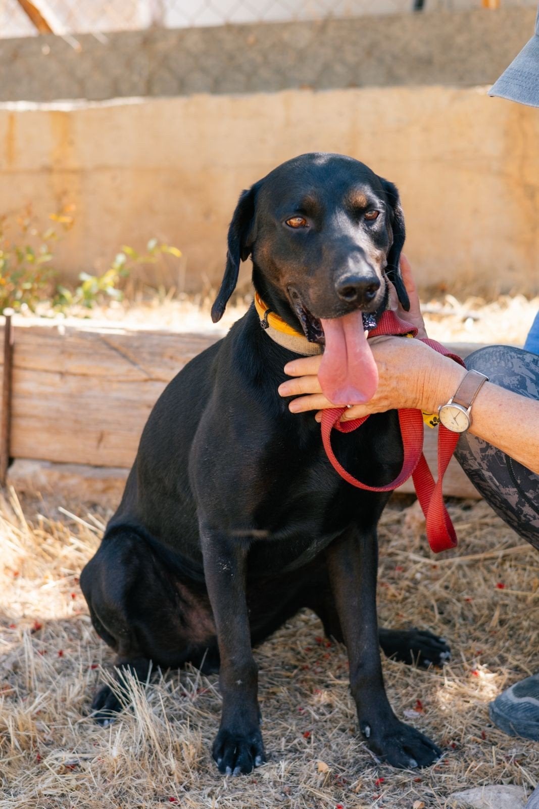 labrador cross Jackson verdient eigen plekje, Buitenland, Parvo, Eén hond, Reu