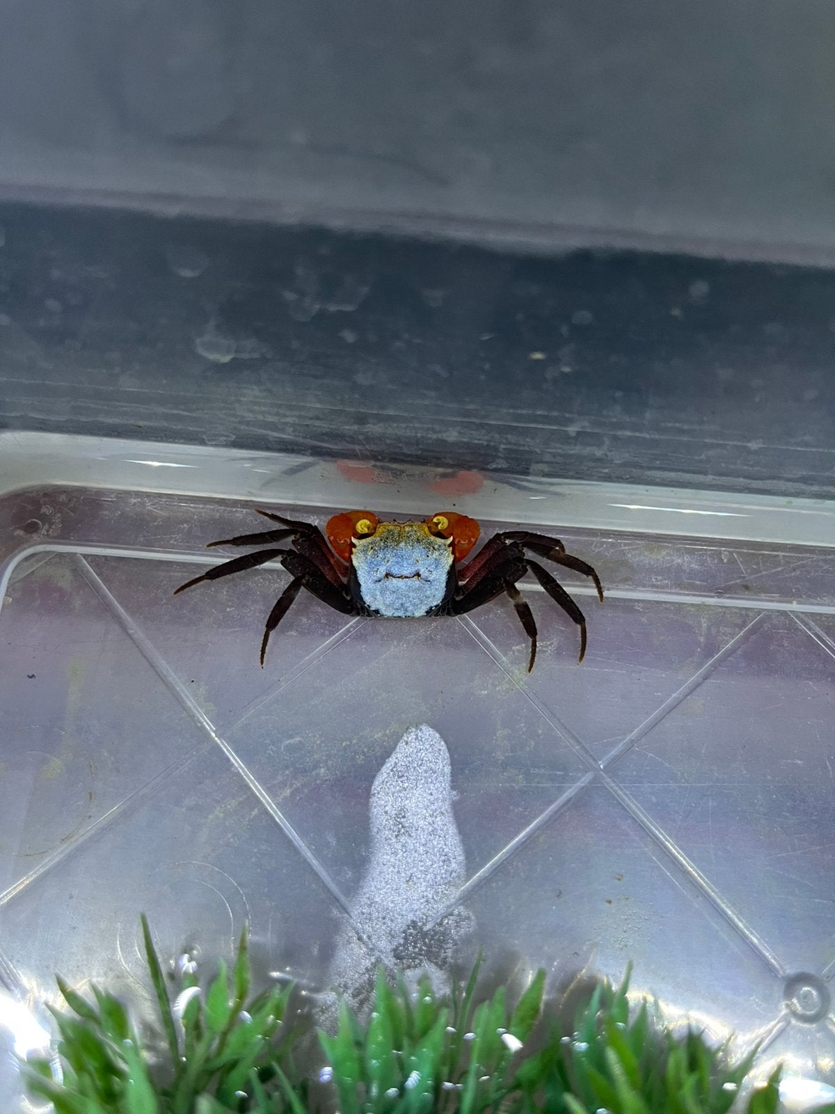 Krab, Vis