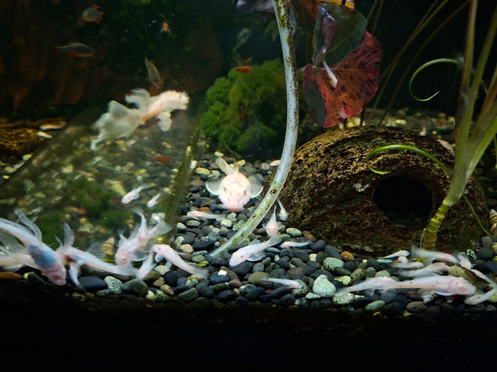 L144 snowwhite albino, Dieren en Toebehoren, Vis, Zoetwatervis