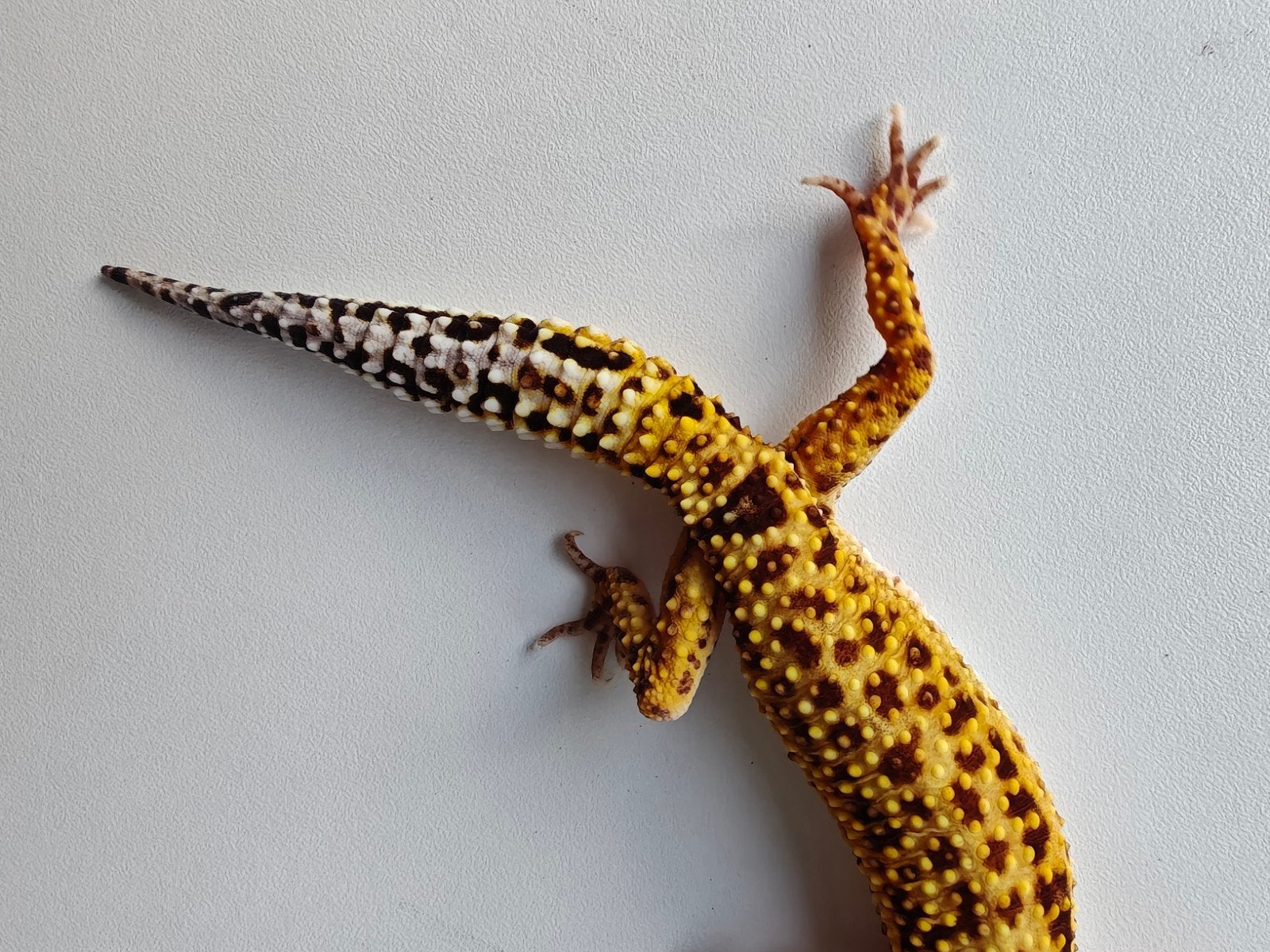 Mooie goudgele luipaardgekko te koop Leopard Gecko photo 4