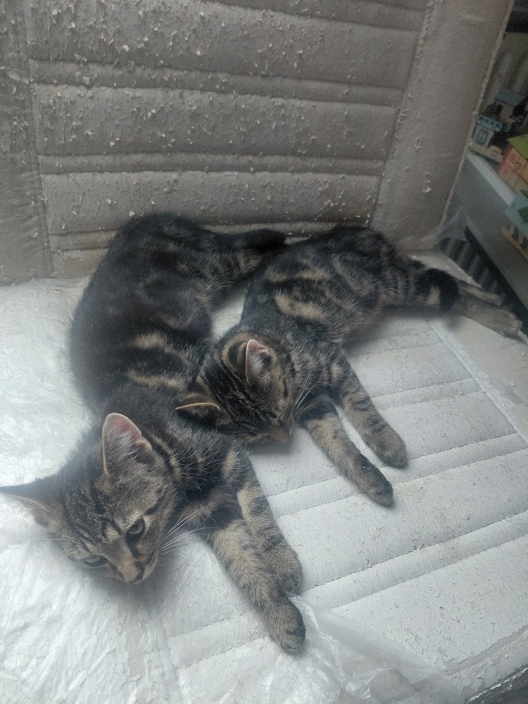 Kittens, Ophalen, Nieuw