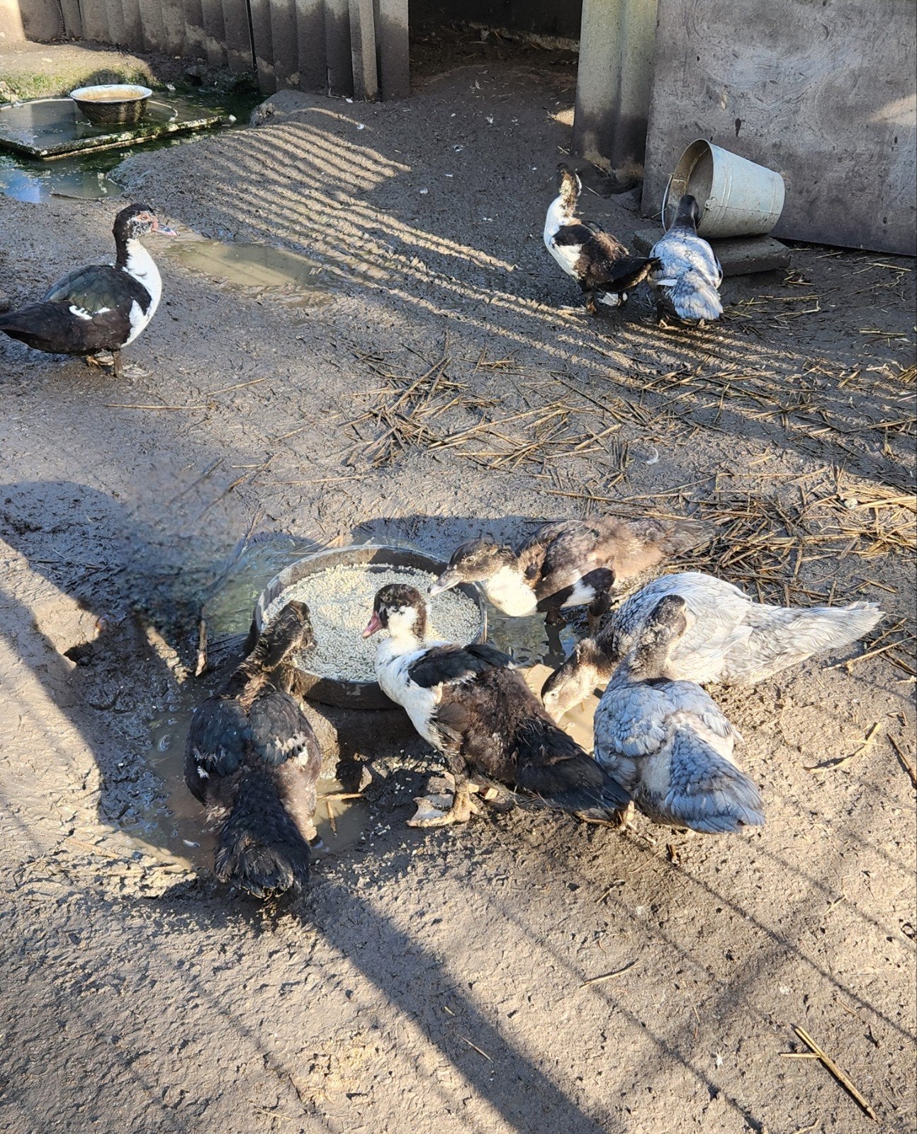 Moedereend met 7 kuikens, Dieren en Toebehoren, Geslacht onbekend, Eend