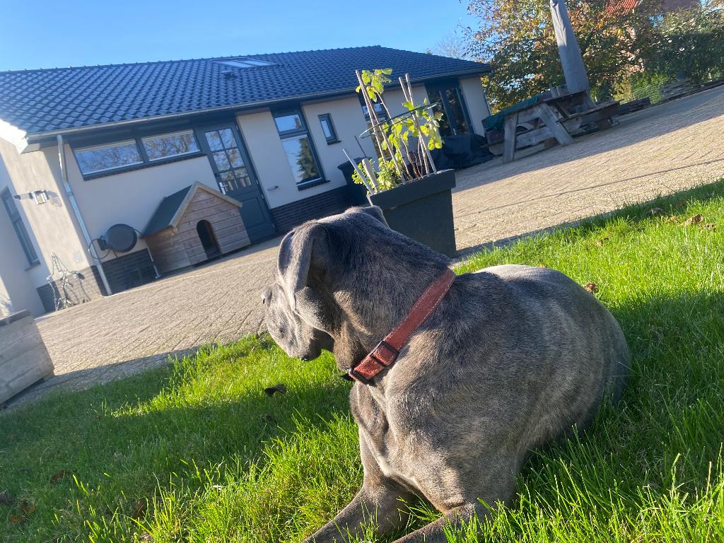 Gezocht dekreu cane corso, Reu, Eén hond, 3 tot 5 jaar, Nederland