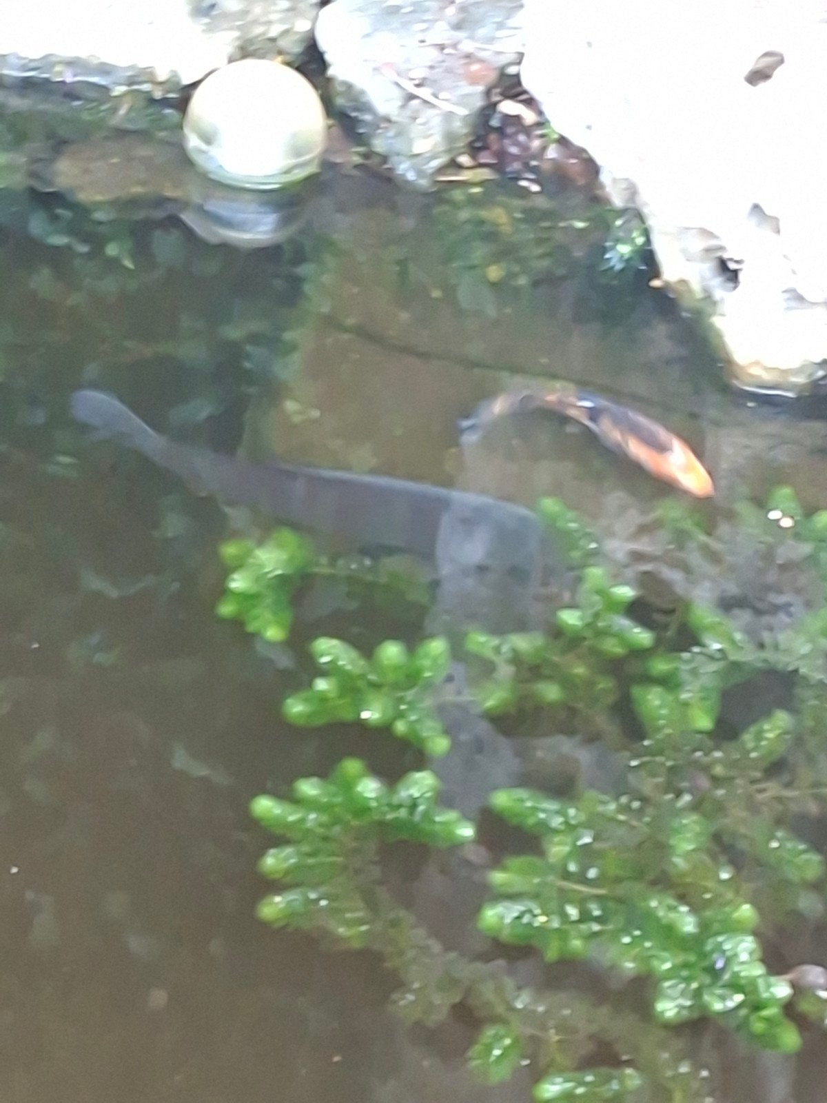 grote  wilde karpers, Dieren en Toebehoren, Karper of Koi