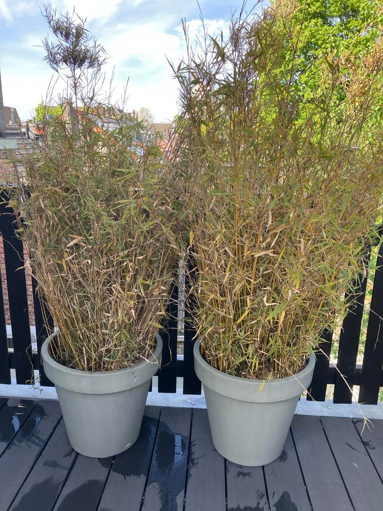 Bamboe in pot, 150cm hoog, Tuin en Terras, Planten | Tuinplanten, Ophalen, Vaste plant, Siergrassen, Bloeit niet