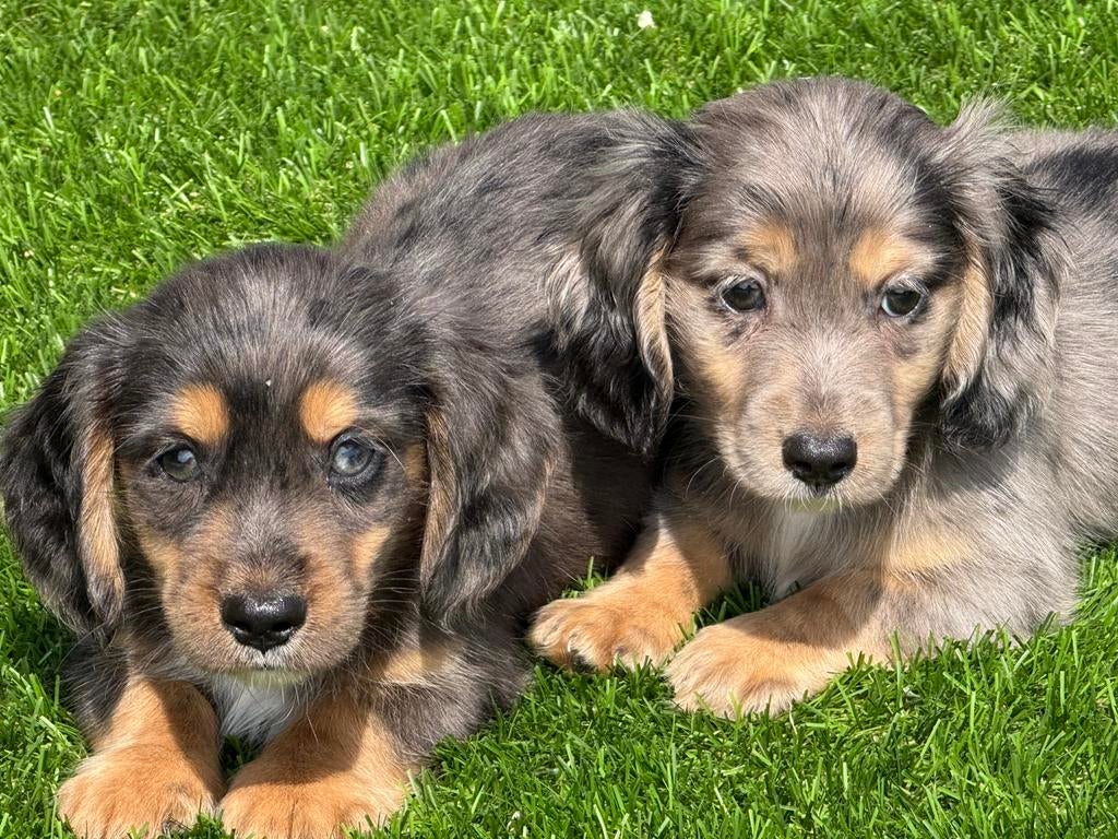 Blue merle langharige dwerg teckel pups tekkel, Nederland, Parvo, 8 tot 15 weken, Dwerg
