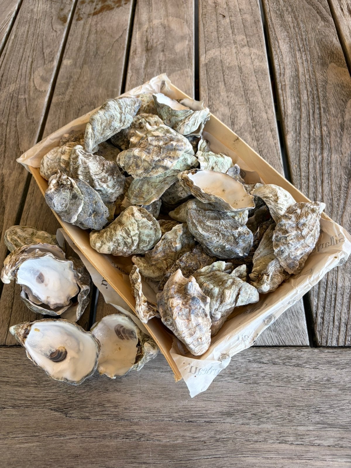 Oesterschelpen, Schelpen, Gebruikt, 8 cm, Ophalen of Verzenden