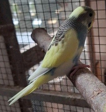 Te koop jongen grasparkieten, Dieren en Toebehoren, Meerdere dieren, Parkiet