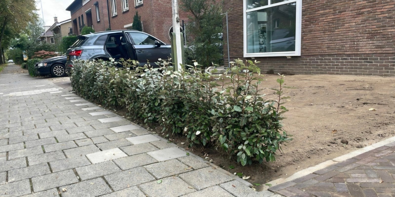 🌱Imposante Olijfwilg  elaeagnus ebbingei compacta haag heg, Tuin en Terras, Ophalen, Overige soorten, Struik, 100 tot 250 cm