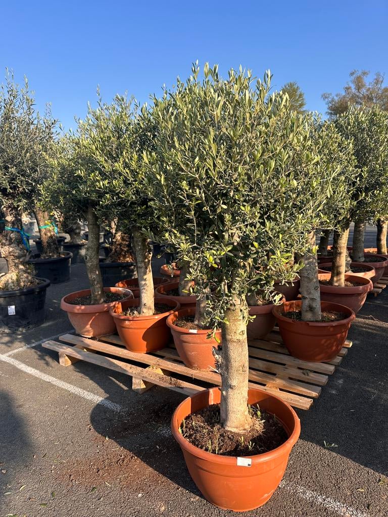 Olijfboom in schaal 45cm 170cm super bomen 2 voor €230,00, Tuin en Terras, Planten | Bomen, 100 tot 250 cm, Olijfboom, Zomer, Ophalen