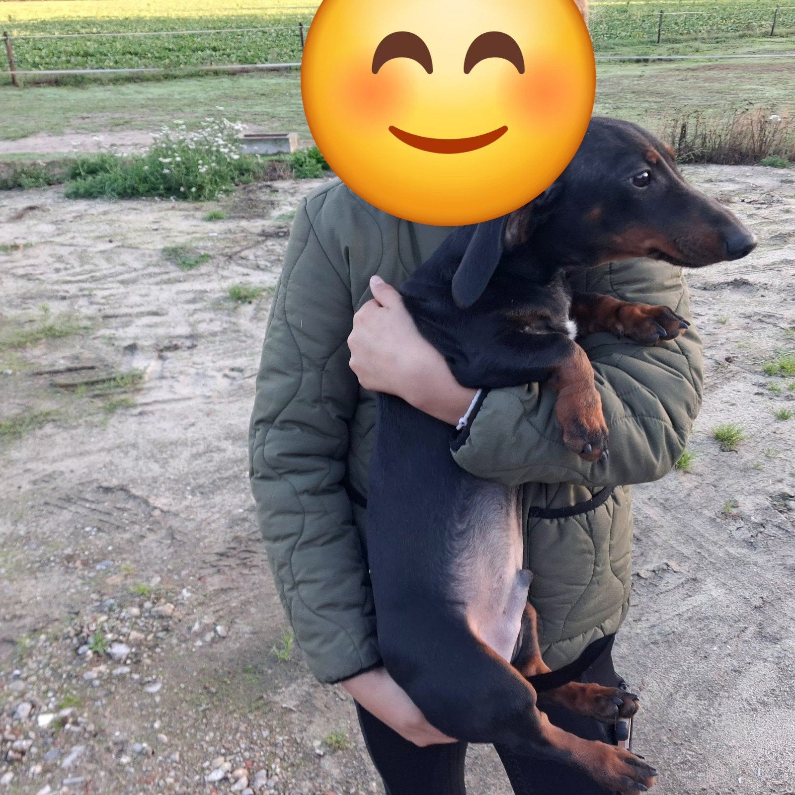 Te koop Teckel, Dieren en Toebehoren, Honden | Teckels en Dashonden, België, Particulier, 15 weken tot 1 jaar, Reu