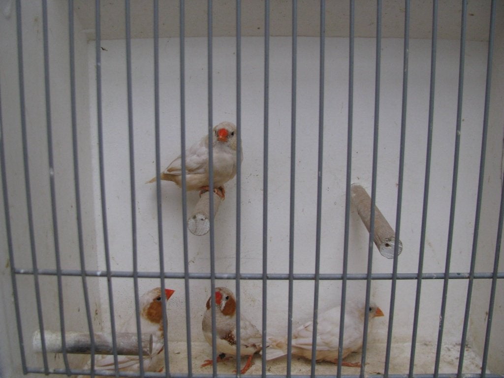 koppels isabel zebravinken, Dieren en Toebehoren, Vogels | Overige Vogels, Meerdere dieren