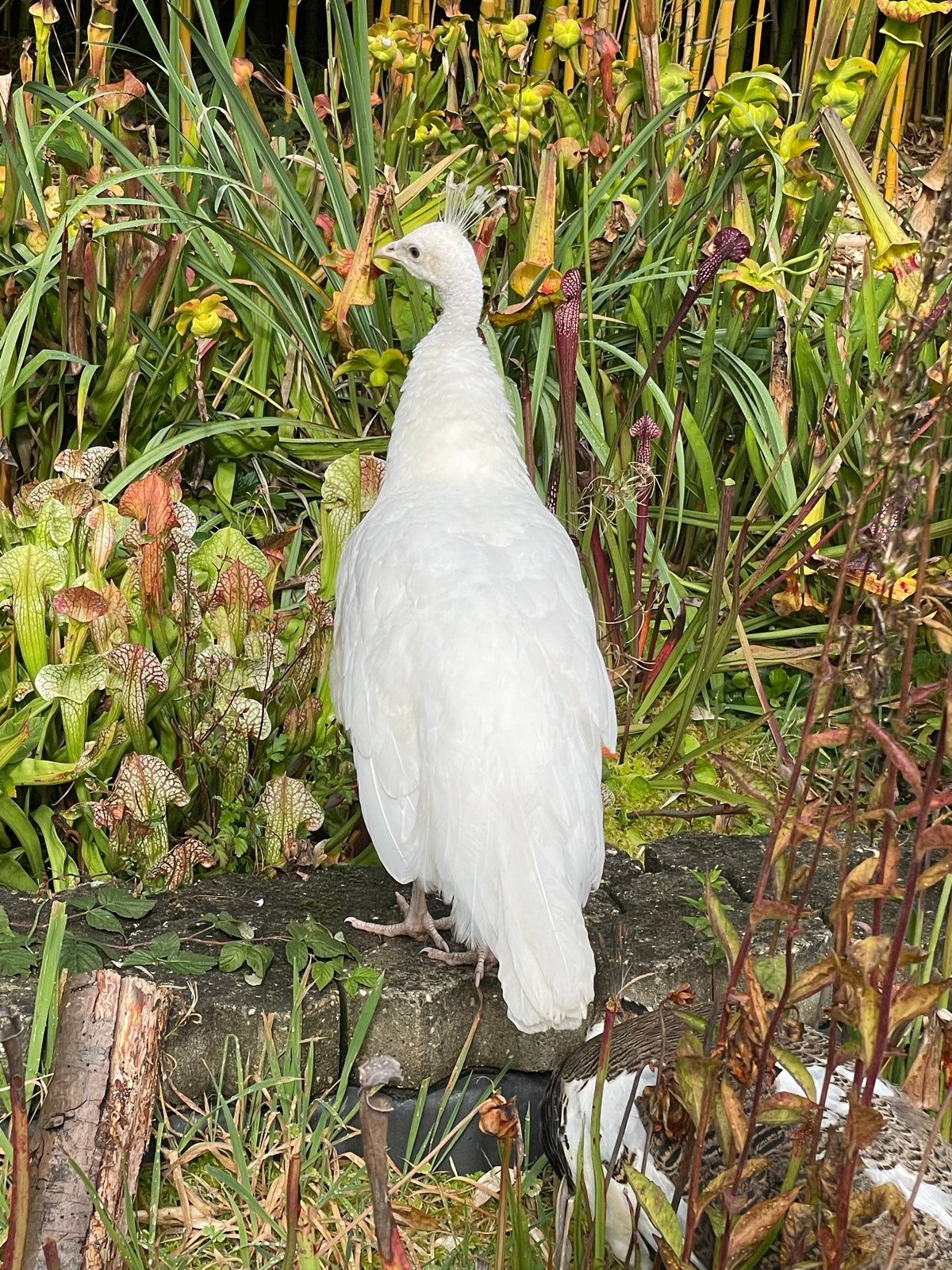 Witte jonge pauwhaan, Dieren en Toebehoren, Mannelijk, Overige soorten