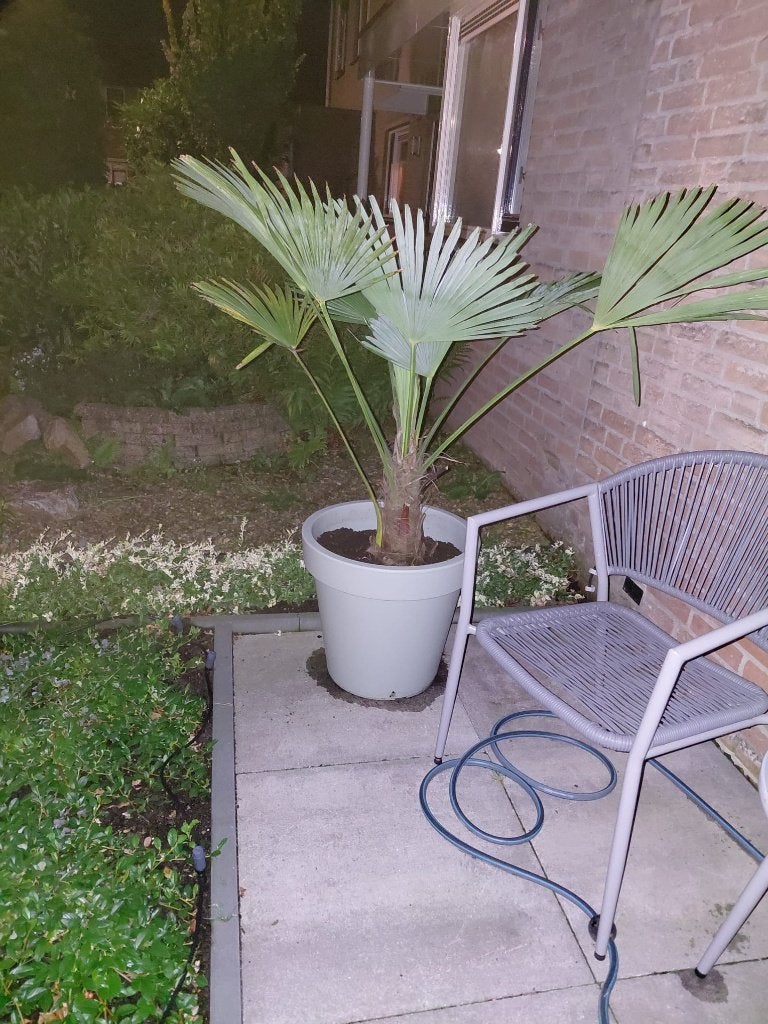 Trachycarpus Wagnerianus Palm - Winterharde Waaierpalm, Tuin en Terras, Planten | Bomen, Bloeit niet, 100 tot 250 cm, Palmboom