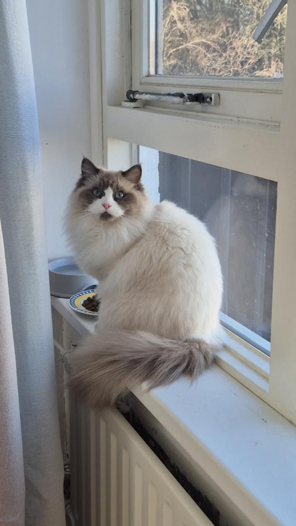 Ragdoll poes, Dieren en Toebehoren, Poes, Gechipt, 0 tot 2 jaar