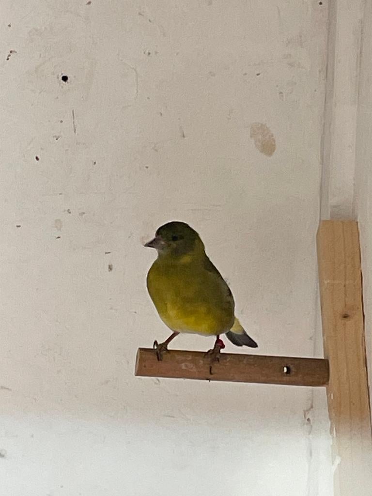 Amerikaanse zwartkopsijzen (poppen), Dieren en Toebehoren, Vogels | Overige Vogels, Meerdere dieren, Wildzangvogel
