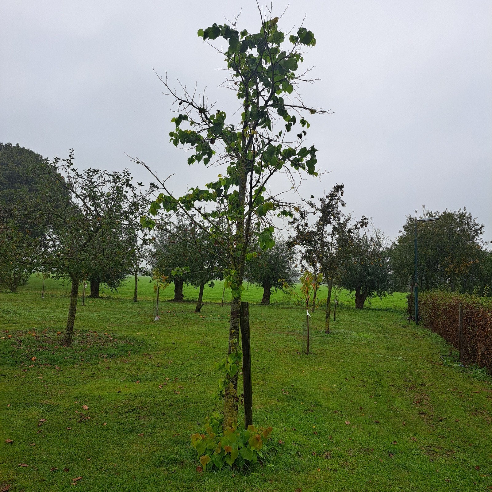 Vrijstaande Lindeboom - 3,5 tot 4 meter hoog, Tuin en Terras, Ophalen, Volle zon, Overige soorten, 250 tot 400 cm