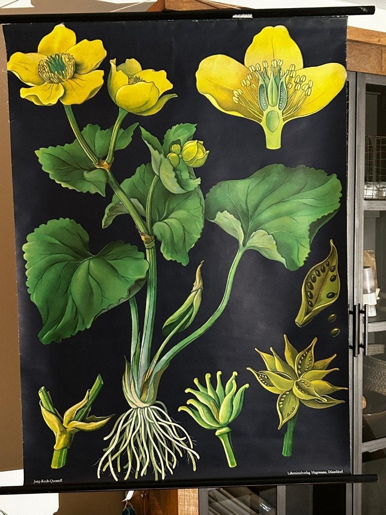 Dotterbloem (Jung-Koch-Quentell), Ophalen of Verzenden, Natuur en Biologie