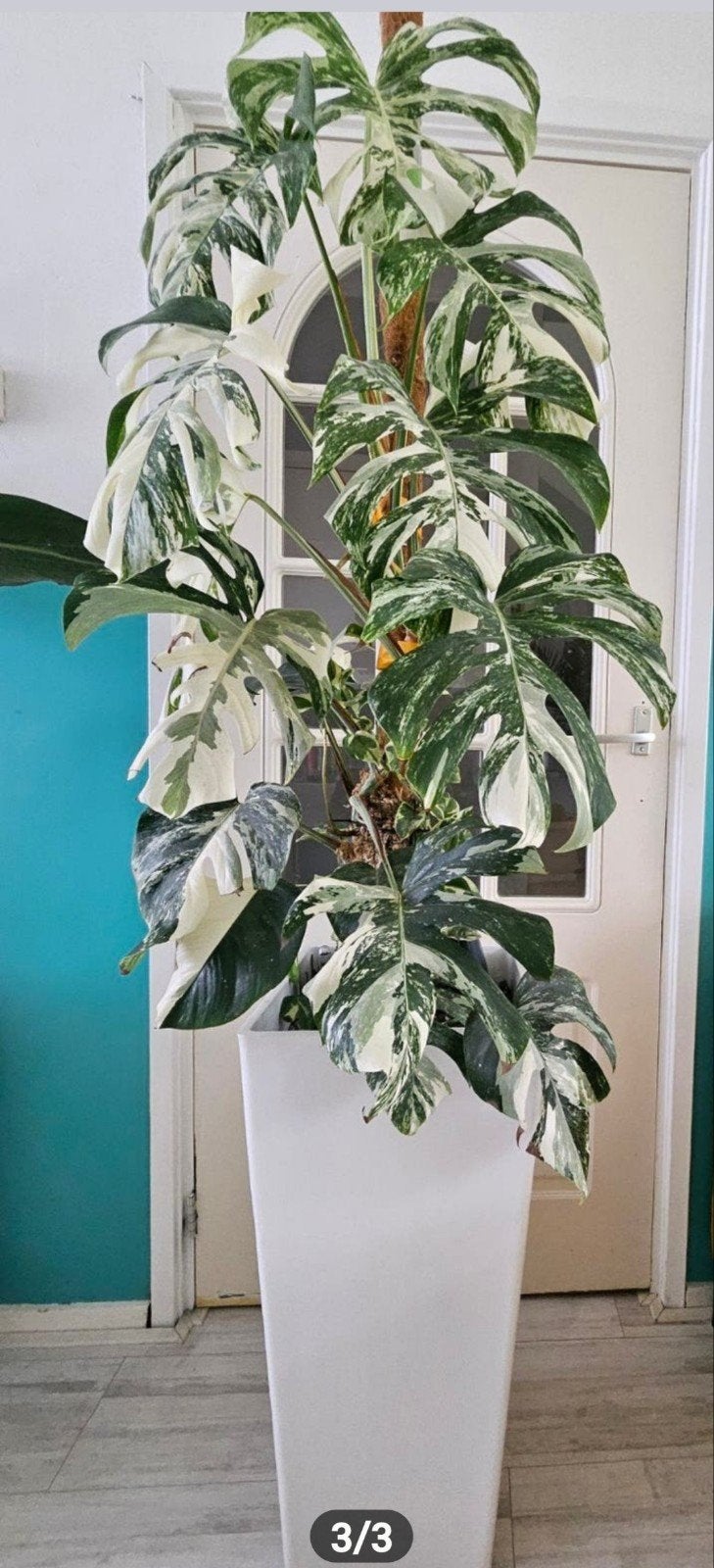 Zeldzame Monstera Albo Variegata - 190 cm, Huis en Inrichting, Kamerplanten, Ophalen
