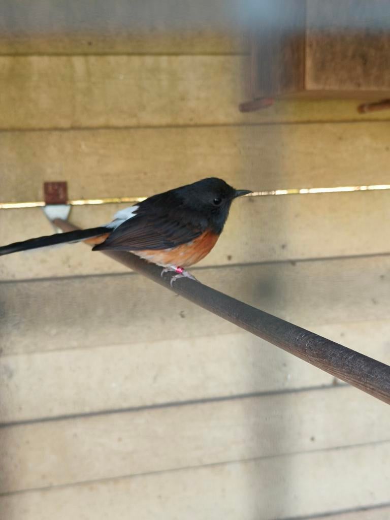 Schamalijster pop, Dieren en Toebehoren, Vogels | Overige Vogels, Vrouwelijk