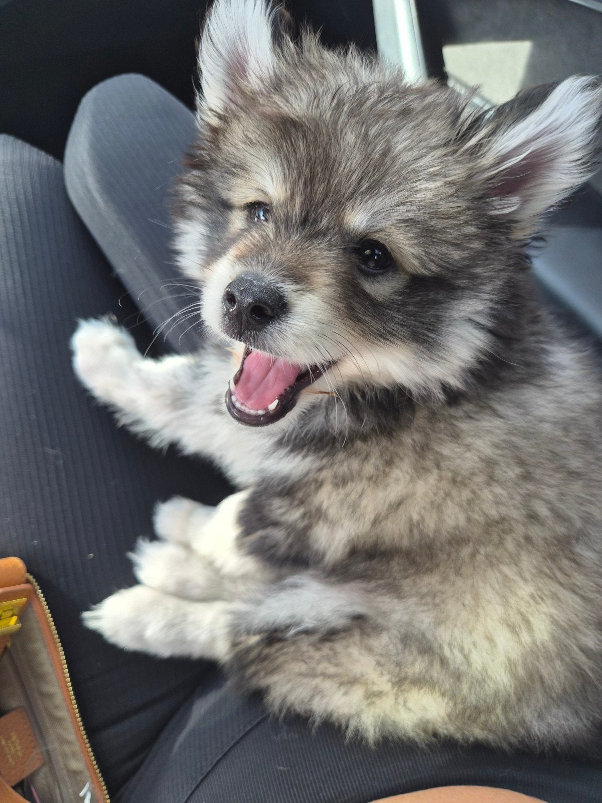 Pomsky F3 reutje, Reu, 8 tot 15 weken, Eén hond, Nederland