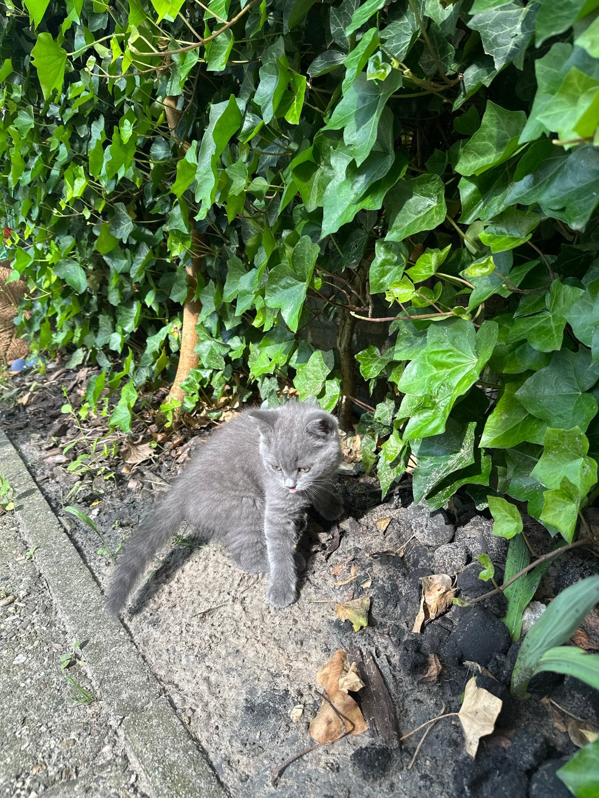 Kater, Kater