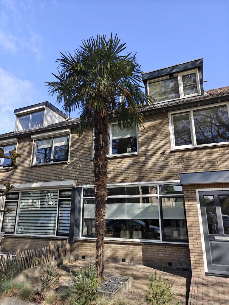 Grote palmboom | 17+ jaar, Volle zon, Vaste plant, Bloeit niet, Ophalen