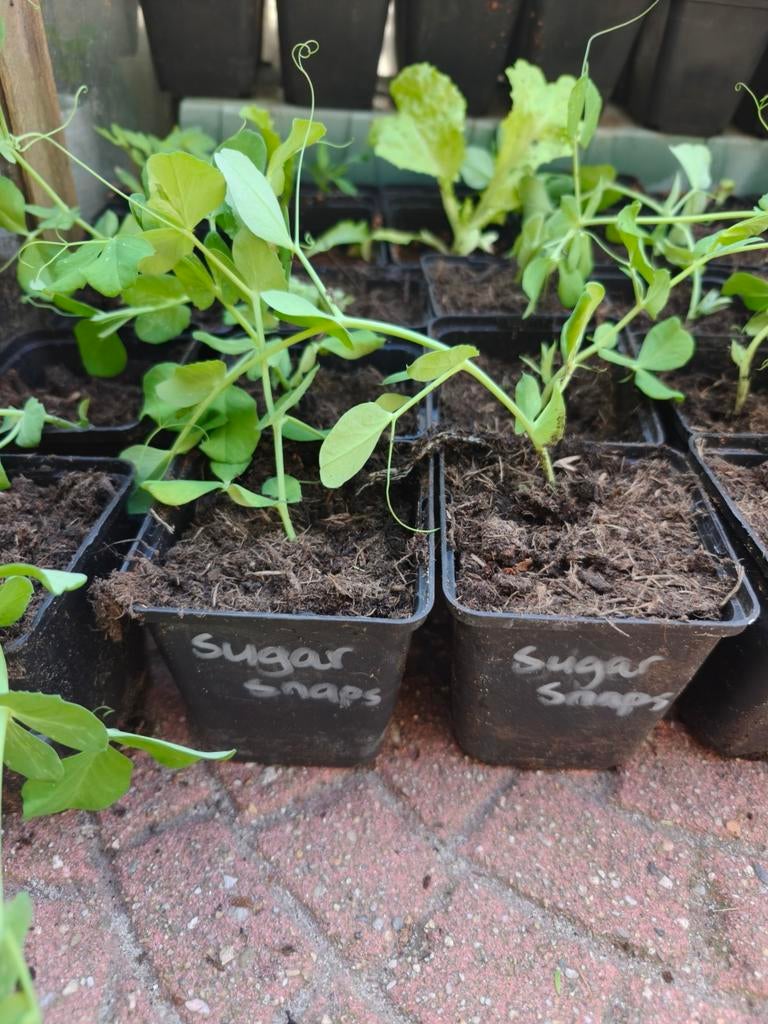 Sugar snaps, Ophalen, Eenjarig, Groenteplanten, Volle zon
