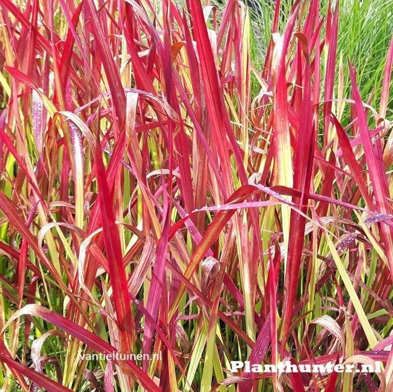 Imperata Red Baron bloedgras afhaal aanbieding., Tuin en Terras, Ophalen, Overige soorten, Halfschaduw