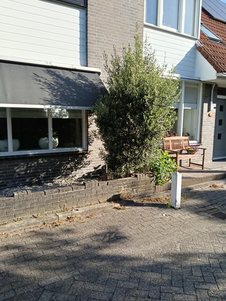 2 x "gratis" olijfboom afhalen, Ophalen of Verzenden, Volle zon, Overige soorten, 100 tot 250 cm