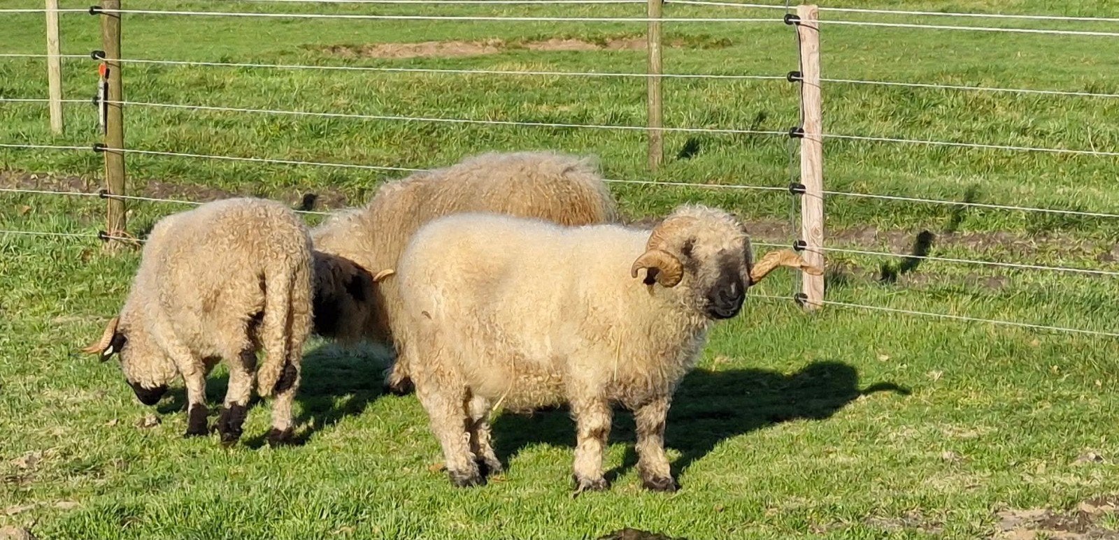 WSN dekram Topdier  88 pnt, Mannelijk, Schaap