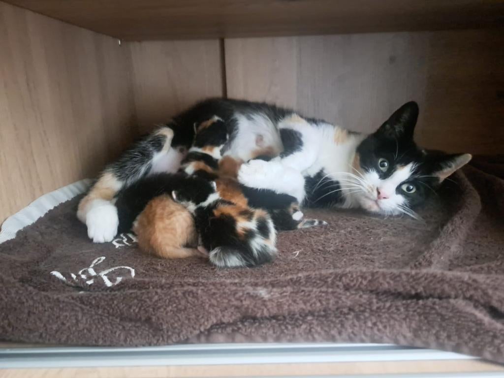 4 prachtige kittens, Dieren en Toebehoren, Katten en Kittens | Overige Katten, Poes