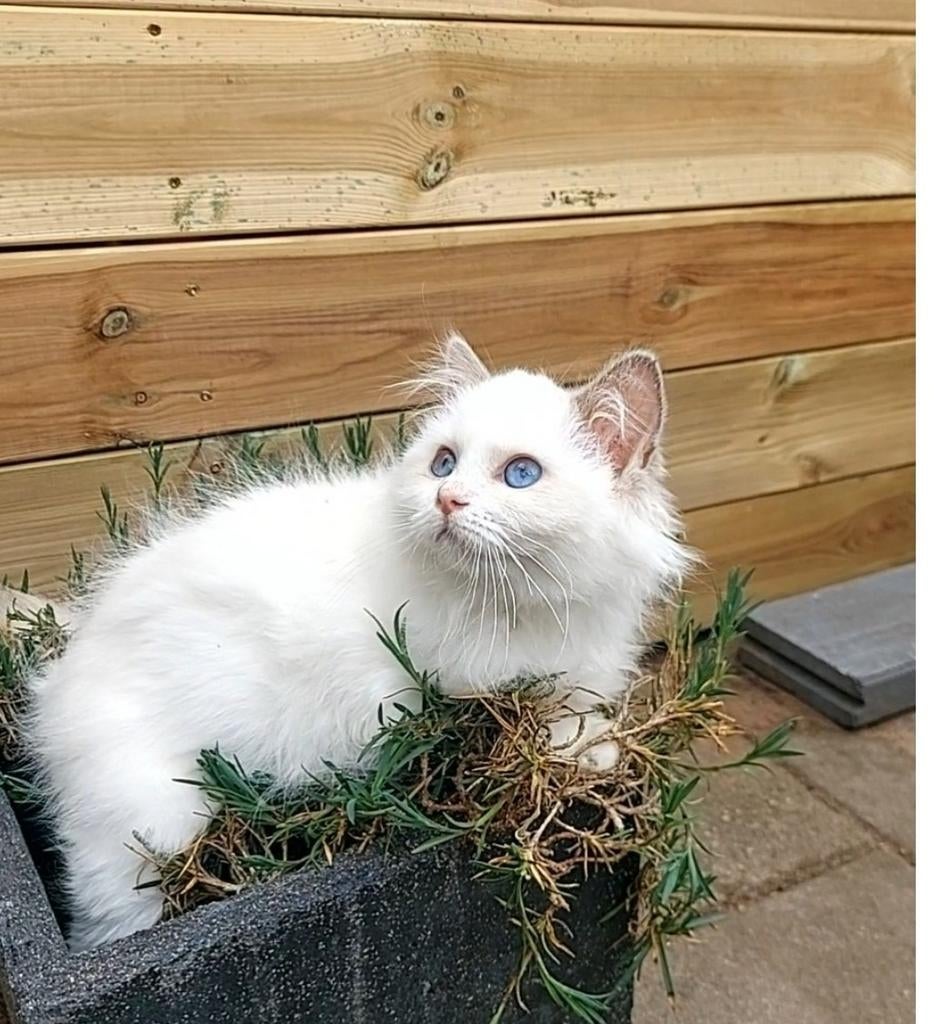 Ragdoll kitten Poesje, Dieren en Toebehoren, Poes, Ontwormd