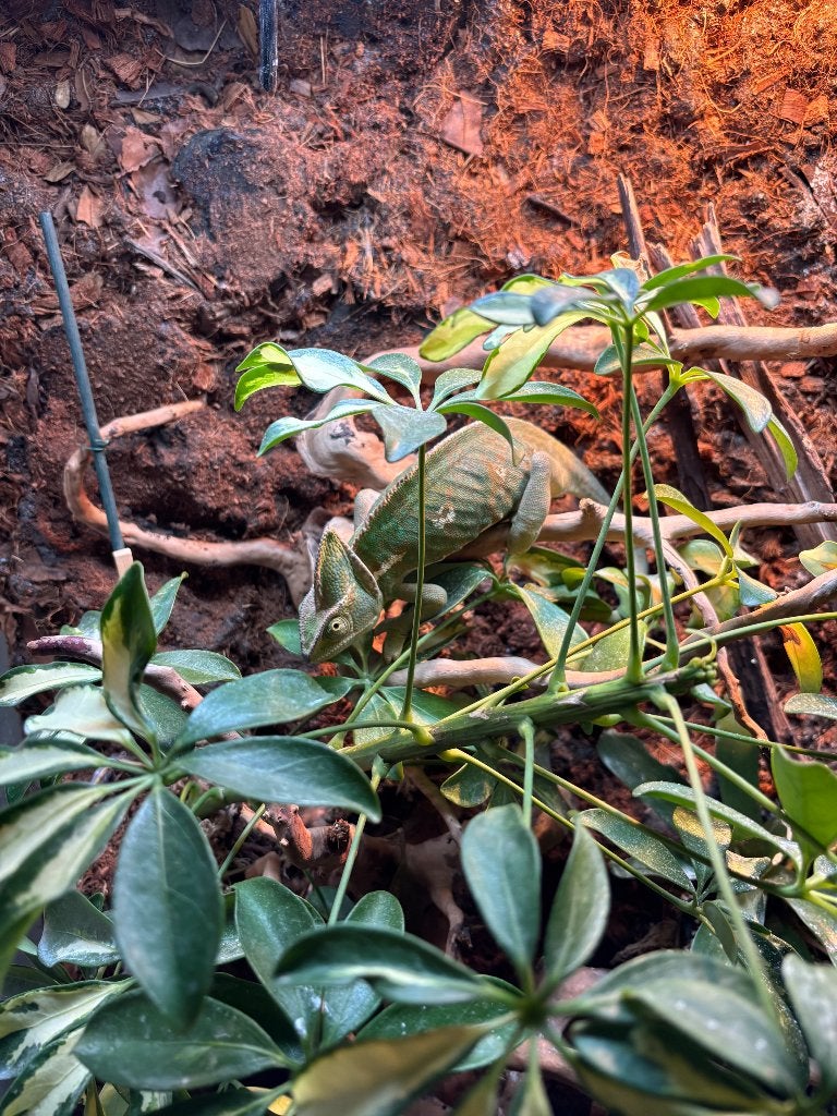 Terrarium met Jemen kameleon Chameleon photo 3