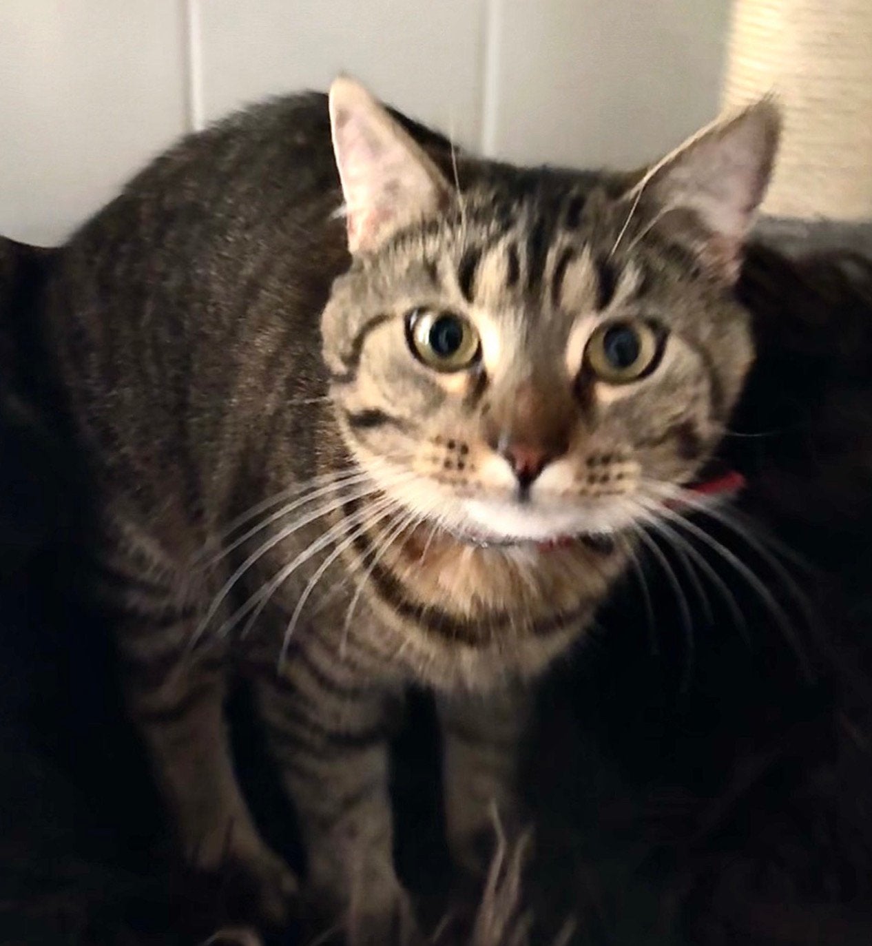 VERMIST Europese korthaar, cyperse kat / poes Bonnie, Kat