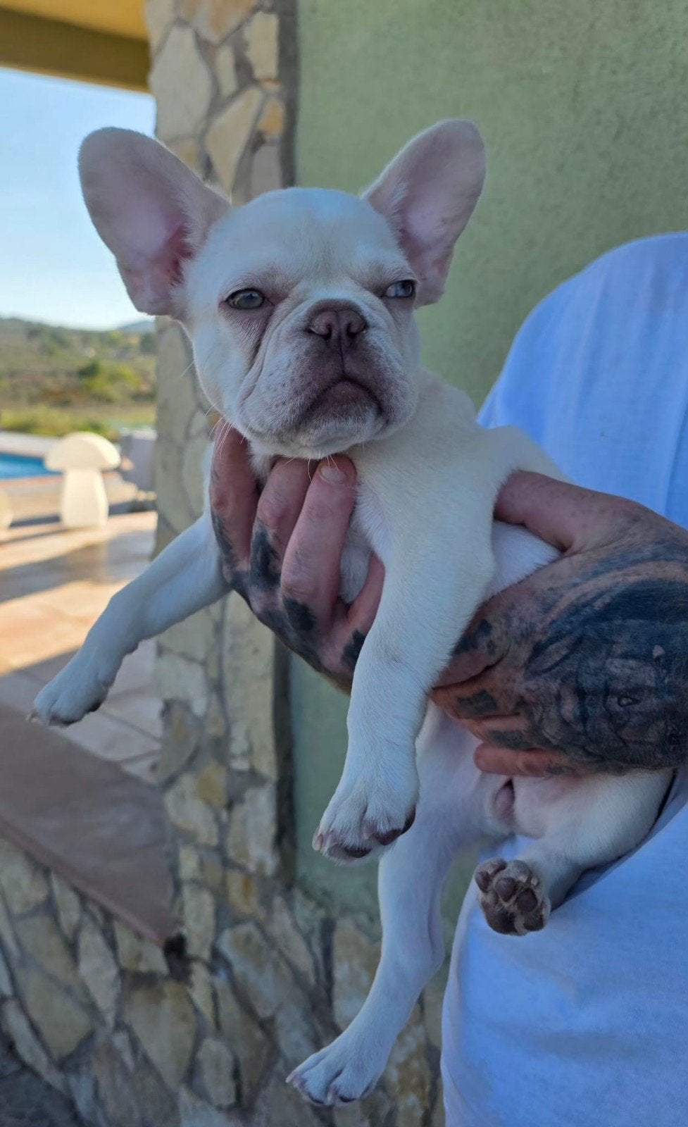 2 Franse bulldog dames, Dieren en Toebehoren, Fokker | Hobbymatig, 8 tot 15 weken, Buitenland, Teef