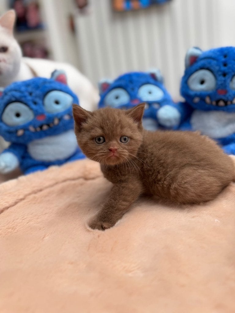 Brits korthaar latent DBE, Dieren en Toebehoren, Meerdere dieren, Met stamboom, 0 tot 2 jaar