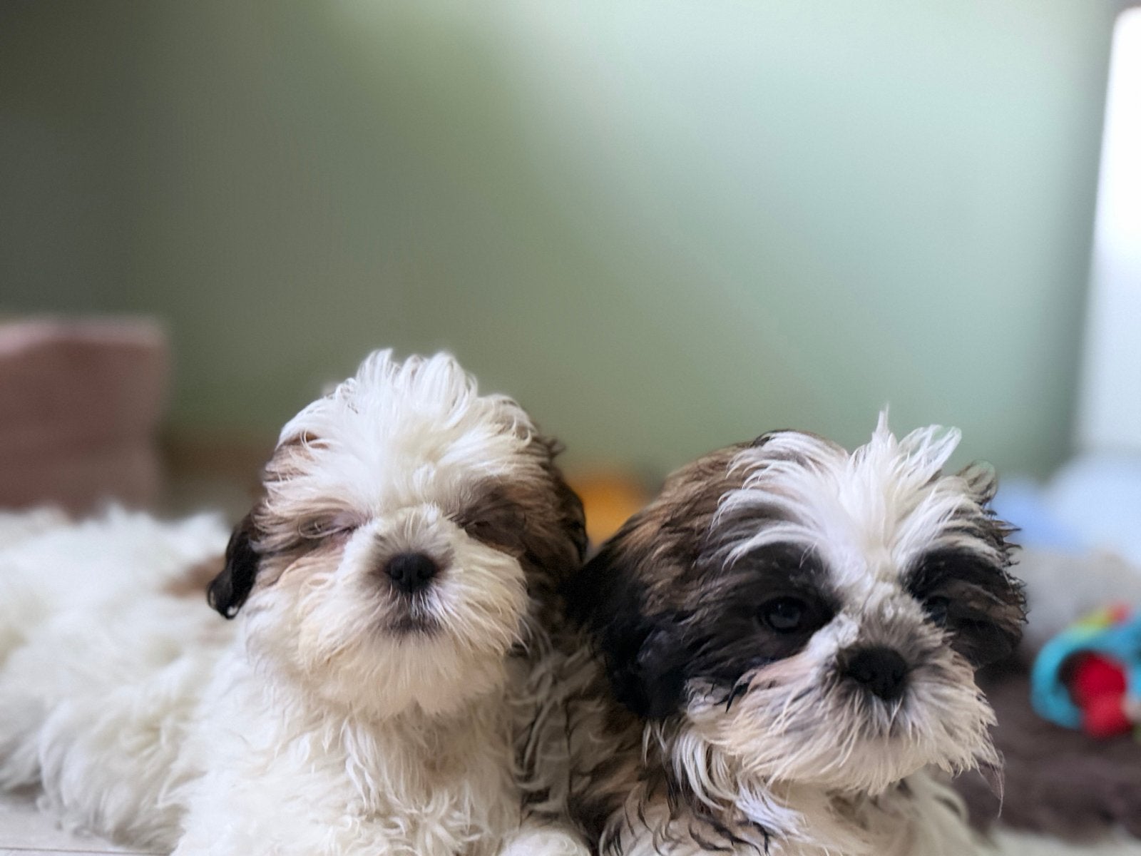 Shih tzu, Particulier, 15 weken tot 1 jaar, Overige rassen, Buitenland