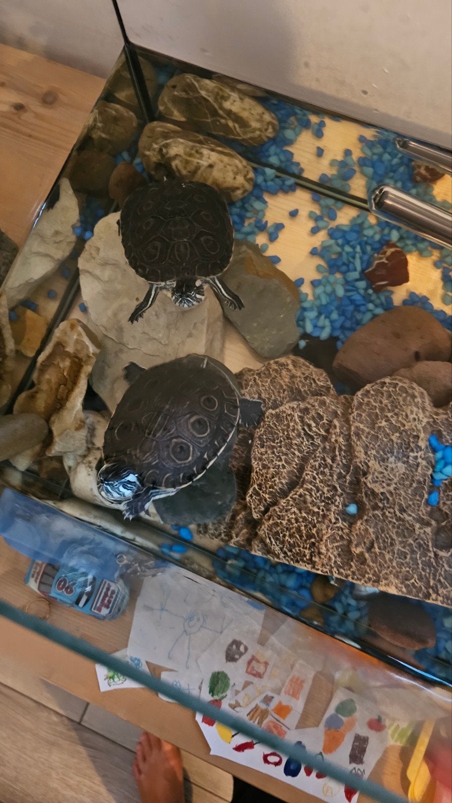 schildpadjes met bak en accesoires, Ophalen of Verzenden, Leeg aquarium