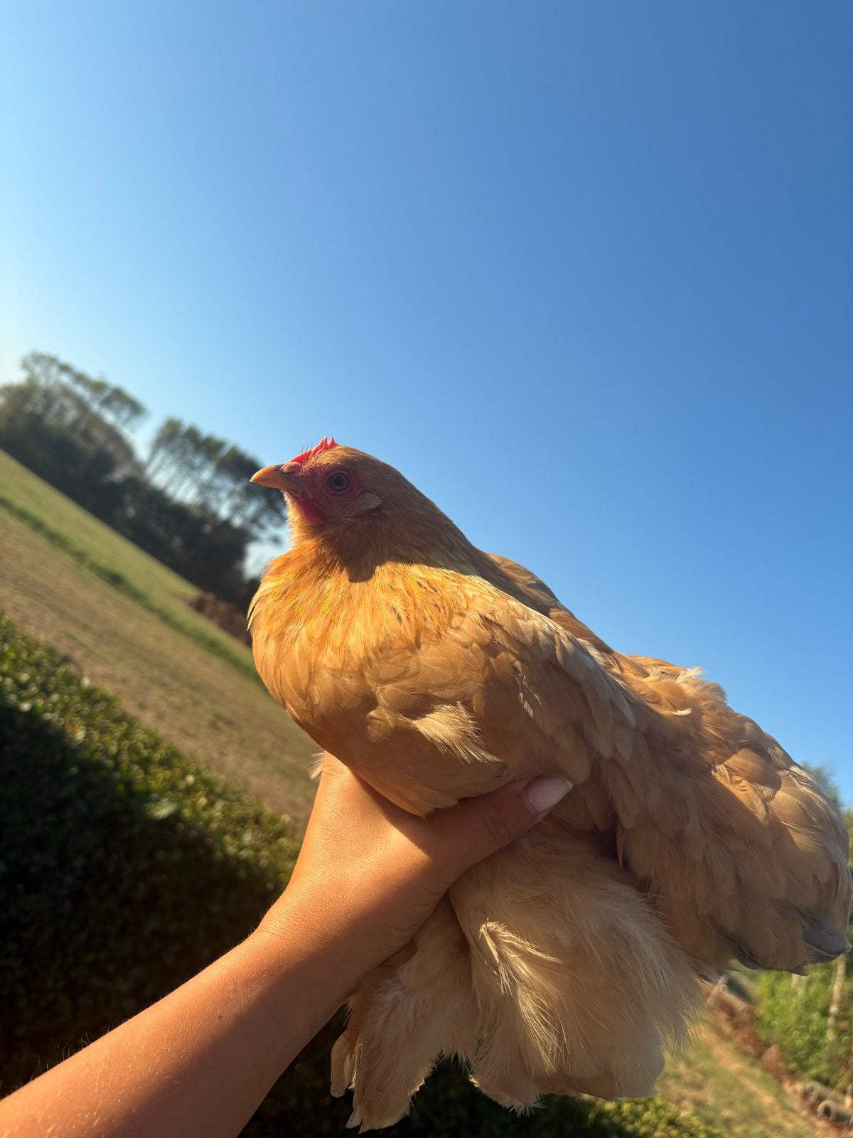 Cochin kriel hen 4 maanden