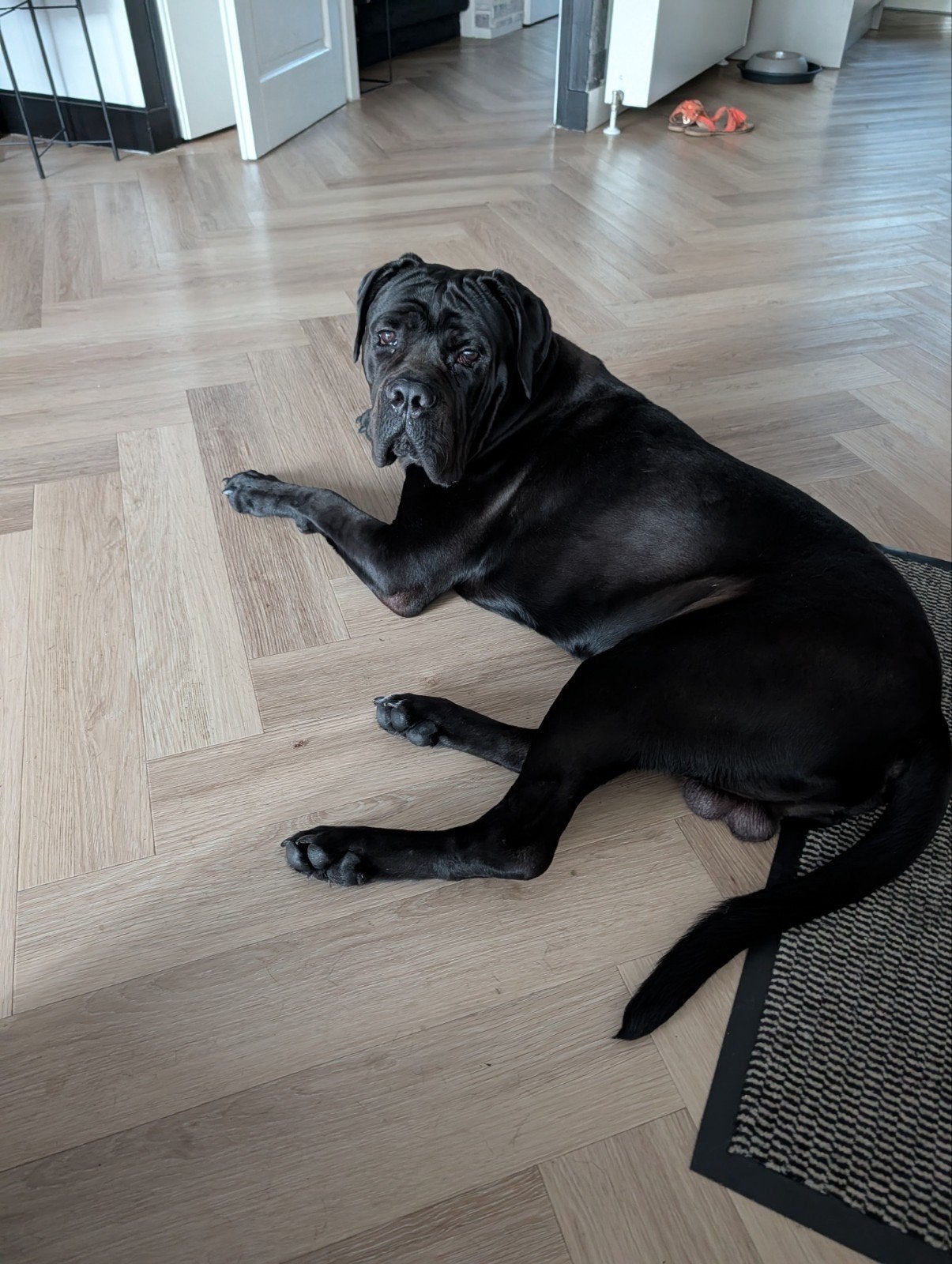 Cane Corso te koop, 15 weken tot 1 jaar, Reu, Eén hond, Nederland