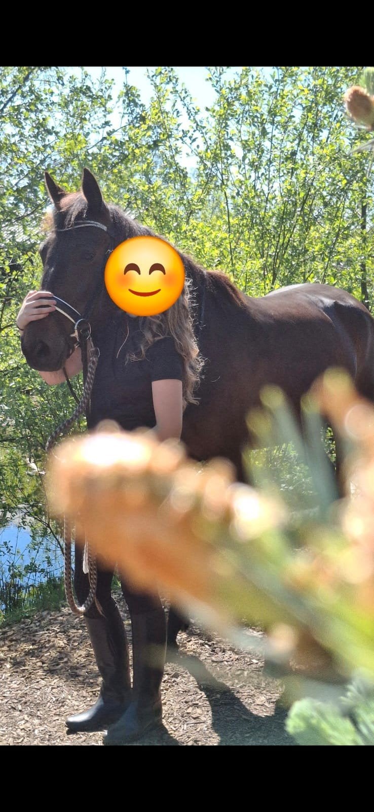 Lief weidemaatje, Merrie, Minder dan 160 cm, Niet van toepassing, Met stamboom