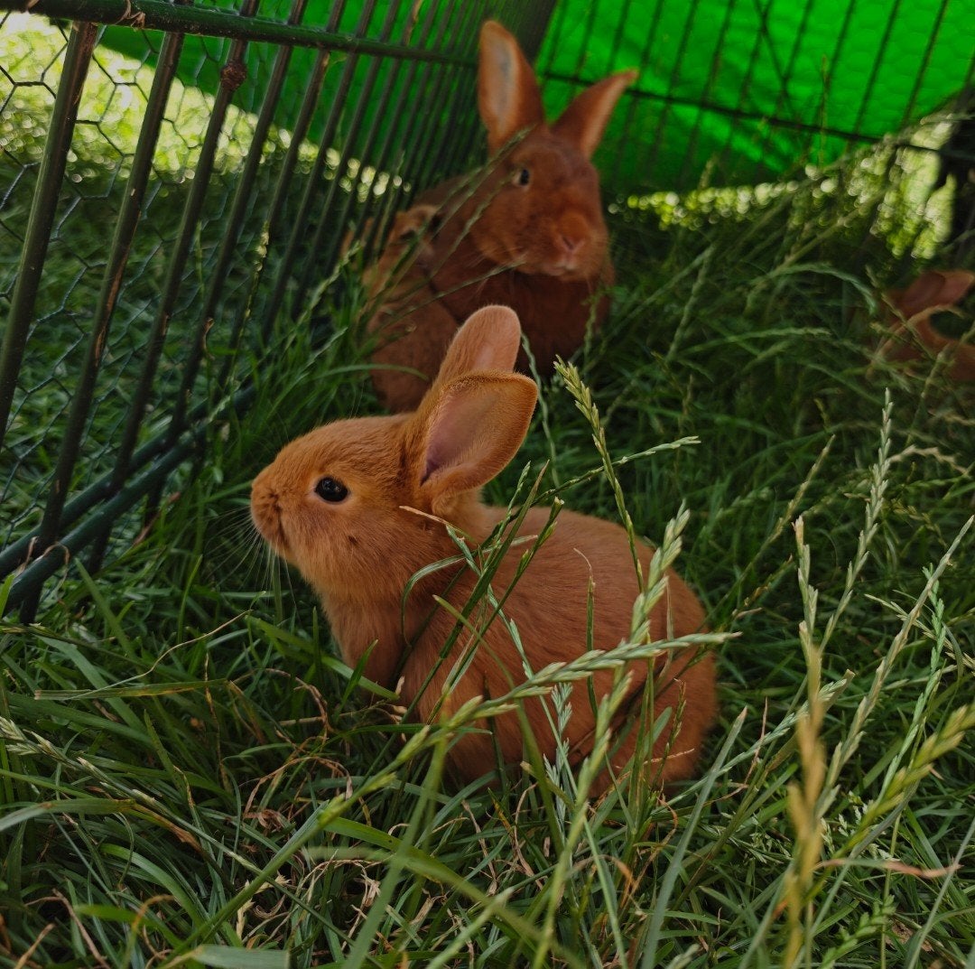 Baby konijntjes, voedsters, nieuwzeelanders, Dieren en Toebehoren, Konijnen, Vrouwelijk, Middelgroot, 0 tot 2 jaar