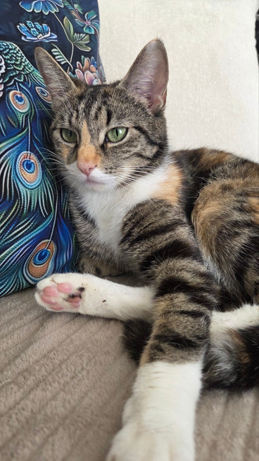 Lieve knuffelige poes 1 jaar, Dieren en Toebehoren, Katten en Kittens | Overige Katten, Poes