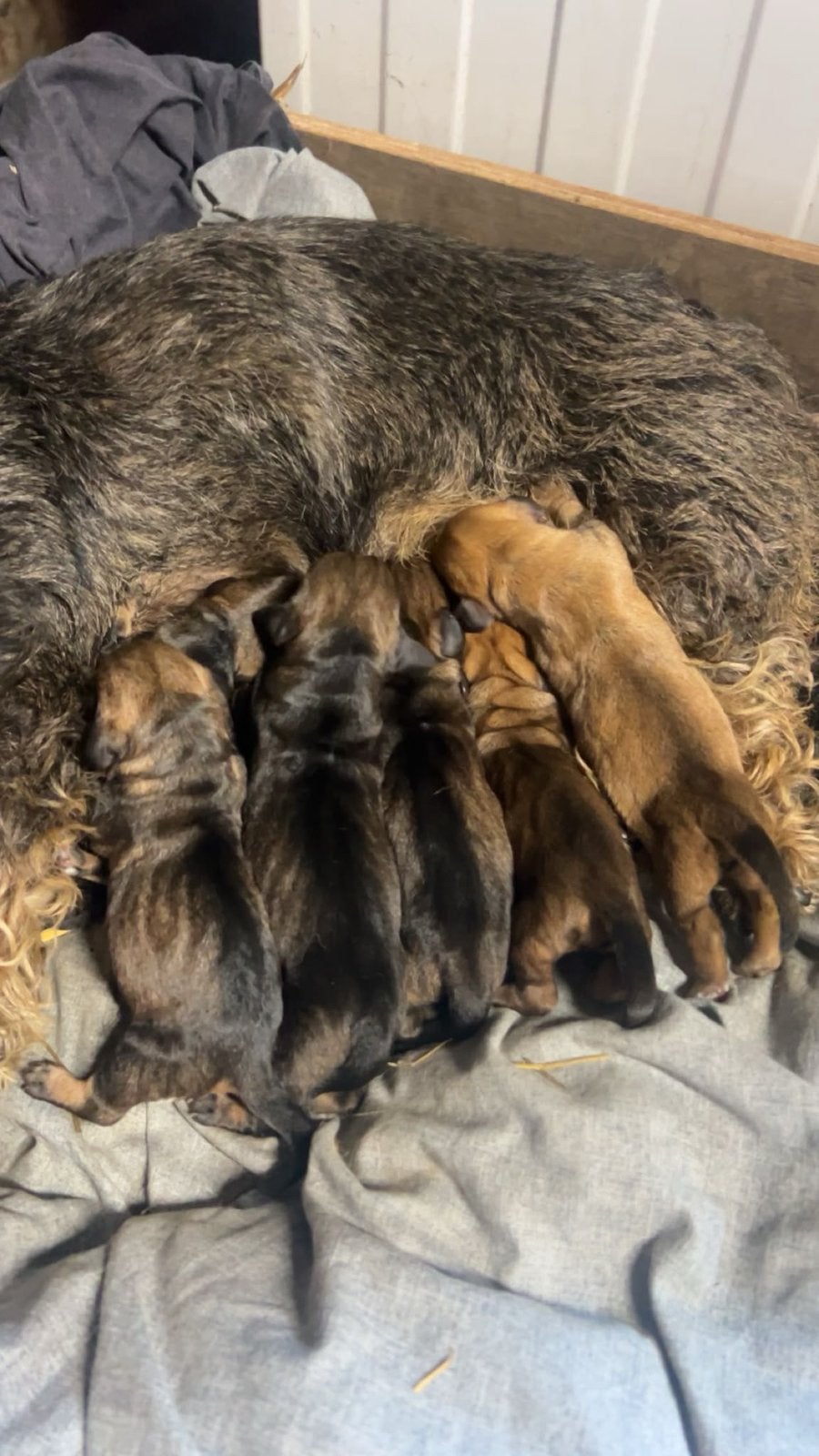 Prachtige ruwhaar teckelpups, Dieren en Toebehoren, Parvo, Standaard, 8 tot 15 weken, Meerdere