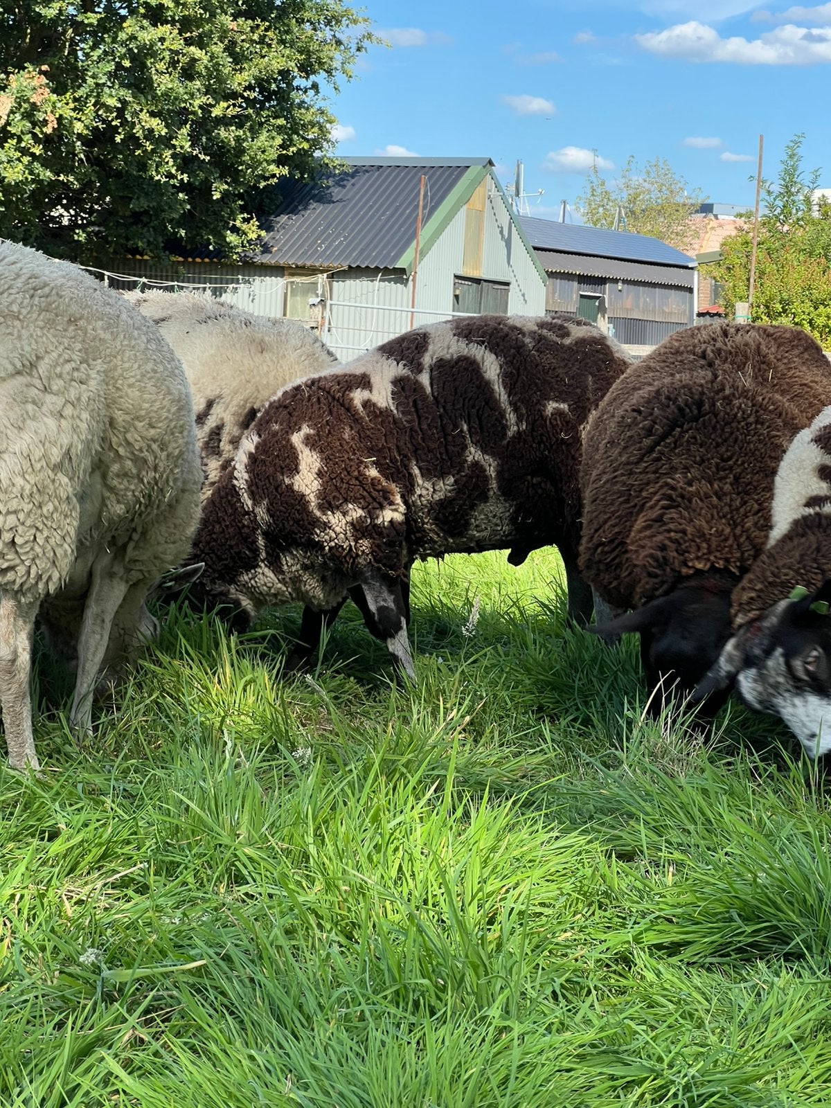 Bonte dekram, Mannelijk, Schaap