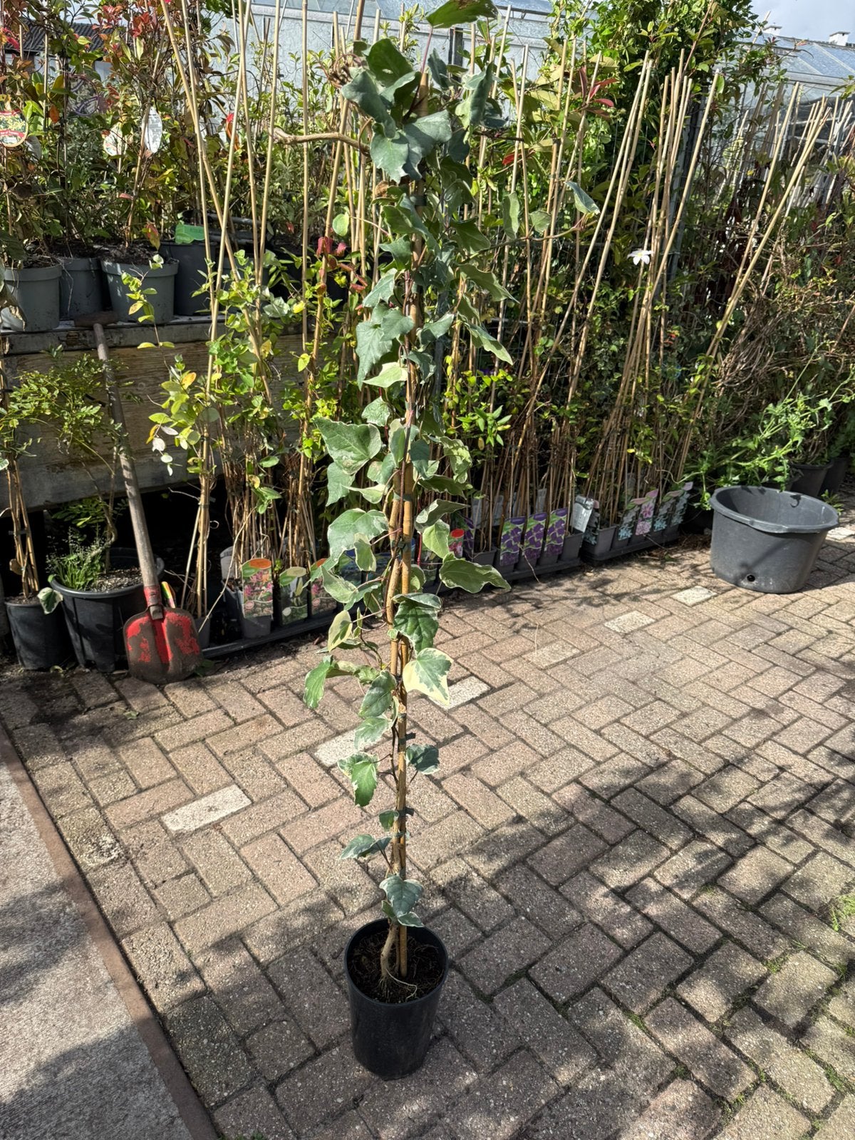 Stunt parij 150 stuks hedera gloire marengo 150cm + pst 4,95, Tuin en Terras, Ophalen, Vaste plant, Bloeit niet, Halfschaduw