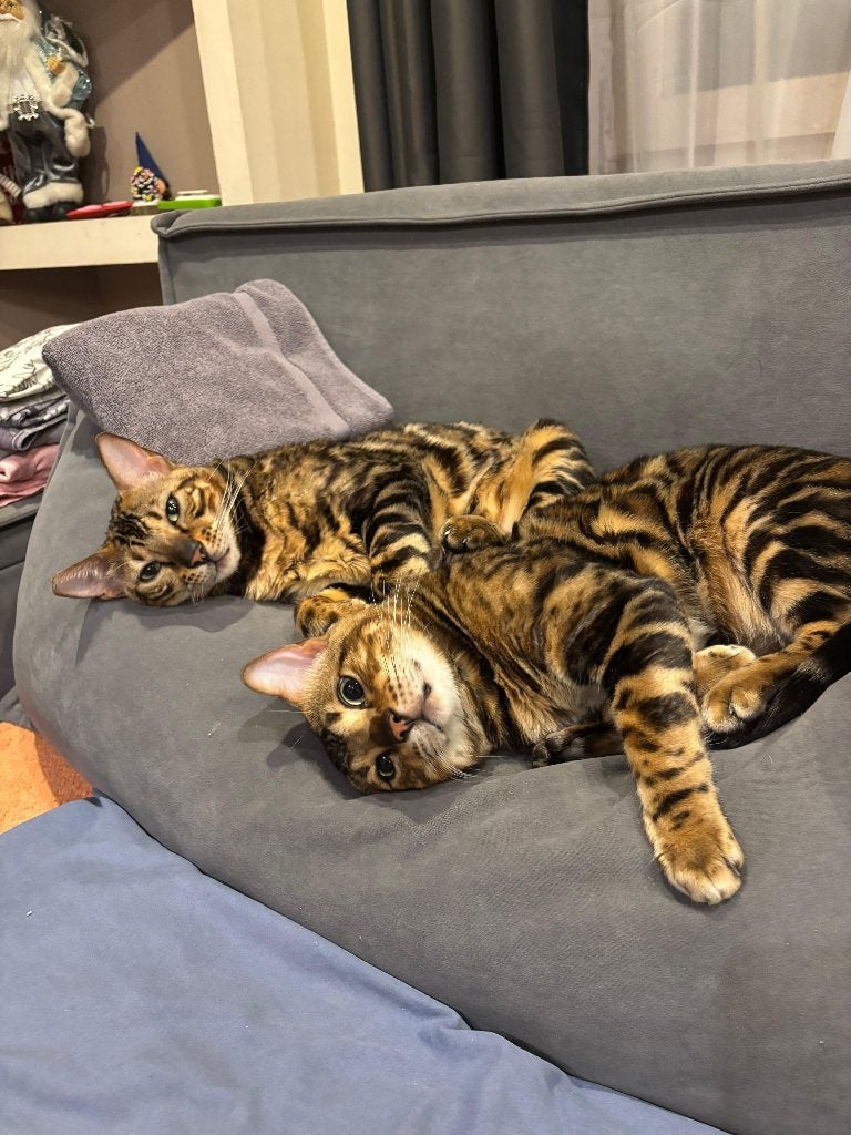 Bengaalse kater, Dieren en Toebehoren, Kater, Gechipt