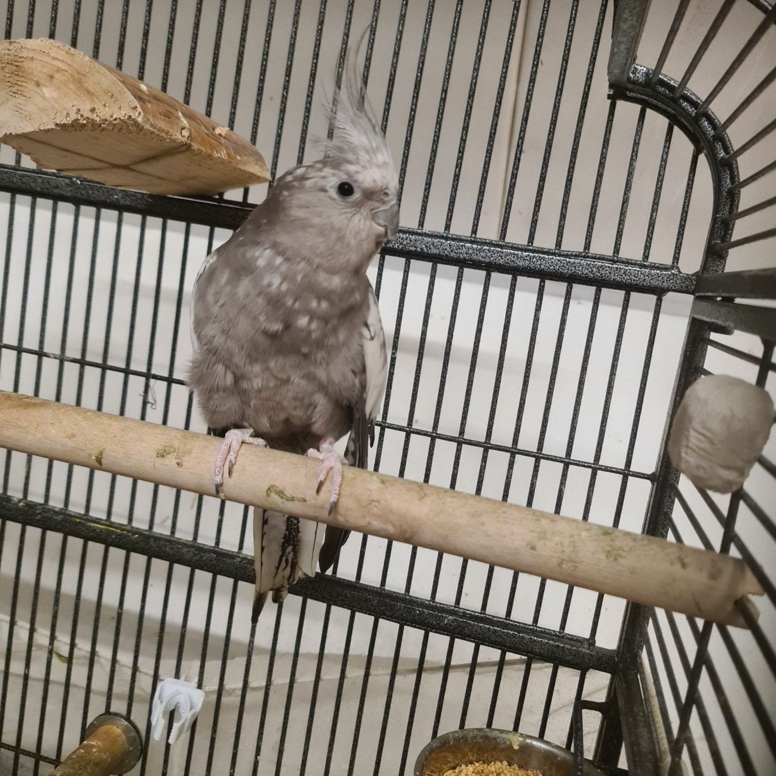 Valkparkieten, Meerdere dieren, Parkiet