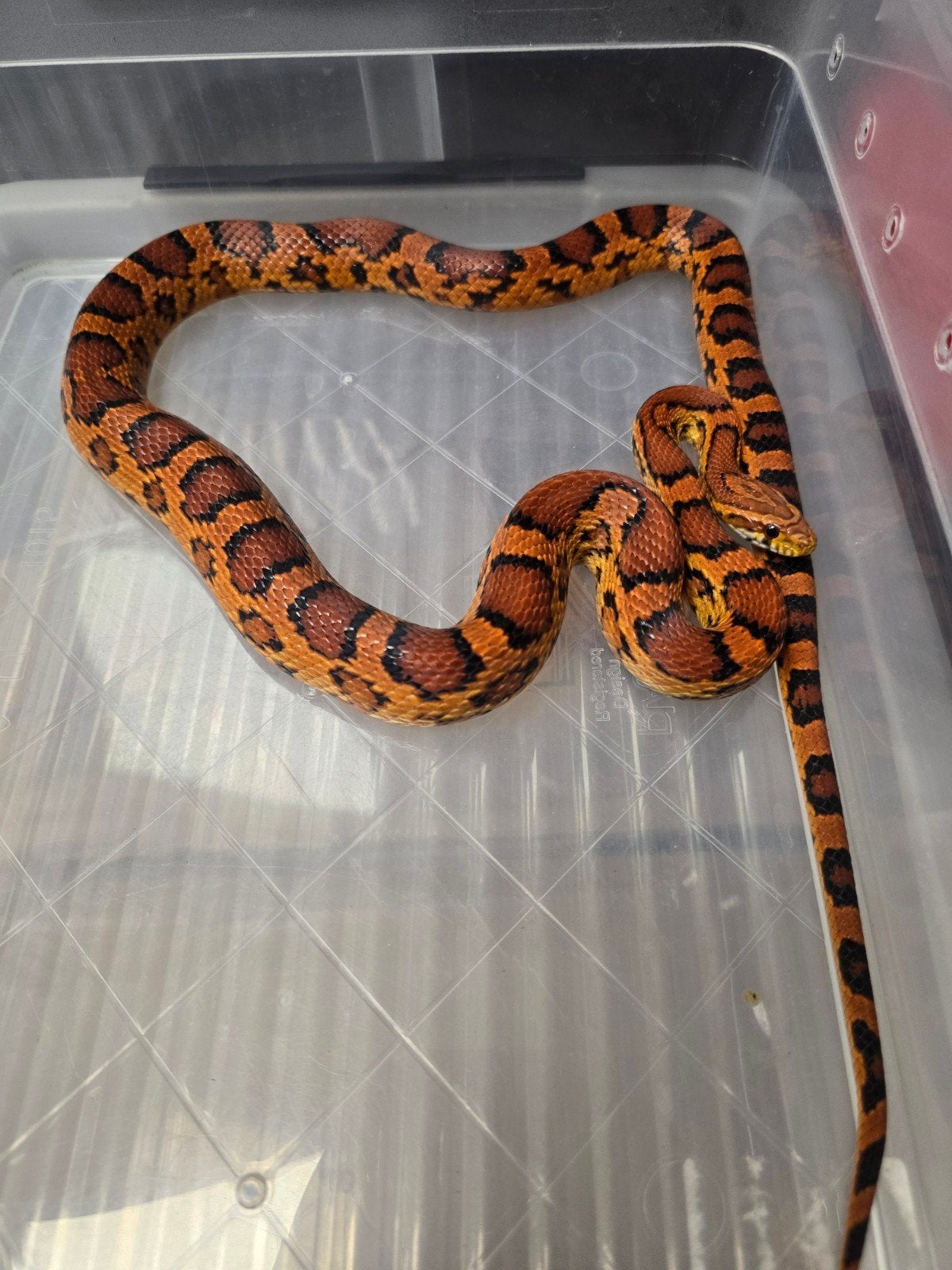 Twee prachtige rode rattenslangen Okeetee (Pantherophis gutt Corn Snake photo 5